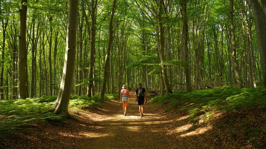 Randonneurs sur un sentier forestier estival sans texte ni marque